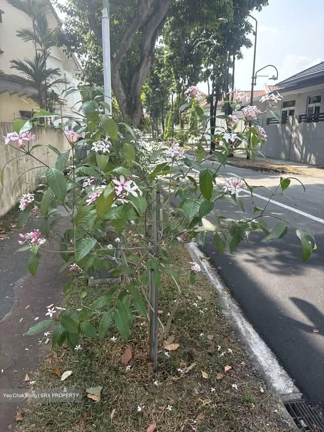 Joon Hiang Road (D19), Semi-Detached #554126601